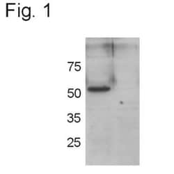 GRASP55 Antibody, Novus Biologicals 0.1mg; Unlabeled:Antibodies, Polyclonal
