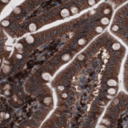 GRASP55 Antibody (CL2522), Novus Biologicals:Antibodies:Primary Antibodies