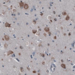 GRASP55 Antibody (CL2522), Novus Biologicals:Antibodies:Primary Antibodies