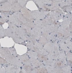 GRASP55 Antibody (CL2522), Novus Biologicals:Antibodies:Primary Antibodies