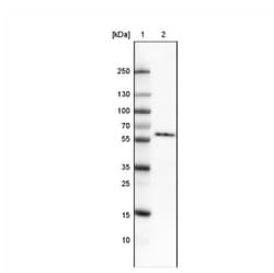 GRASP55 Antibody (CL2522), Novus Biologicals:Antibodies:Primary Antibodies