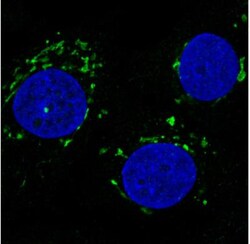 GRASP55 Antibody (CL2610), Novus Biologicals 0.1 mL | Buy Online | Novus Biologicals | Fisher Scientific