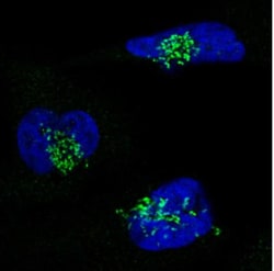 GRASP55 Antibody (CL2610), Novus Biologicals 0.1 mL | Buy Online | Novus Biologicals | Fisher Scientific