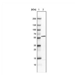 GRASP55 Antibody (CL2610), Novus Biologicals 0.1 mL | Buy Online | Novus Biologicals | Fisher Scientific