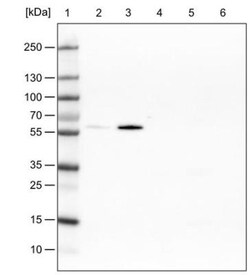 GRASP55 Antibody (CL2610), Novus Biologicals 0.1 mL | Buy Online | Novus Biologicals | Fisher Scientific