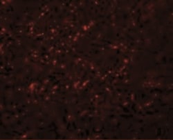 GRB10 Antibody - BSA Free, Novus Biologicals:Antibodies:Primary Antibodies