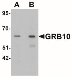 GRB10 Antibody - BSA Free, Novus Biologicals:Antibodies:Primary Antibodies