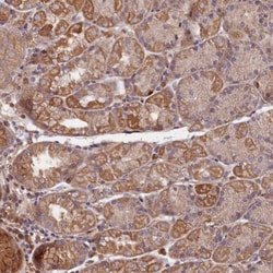 GREB1L Antibody, Novus Biologicals:Antibodies:Primary Antibodies