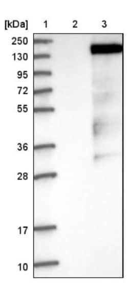 GRF2 Antibody, Novus Biologicals:Antibodies:Primary Antibodies
