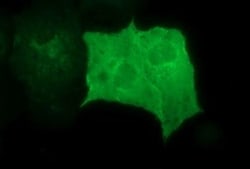 GRF2 Antibody (OTI2F5), Novus Biologicals 0.1mL; Unlabeled:Antibodies,