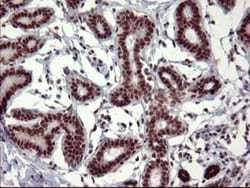 GRF2 Antibody (OTI2F5), Novus Biologicals 0.1mL; Unlabeled:Antibodies,