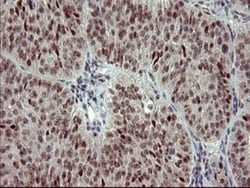 GRF2 Antibody (OTI2F5), Novus Biologicals 0.1mL; Unlabeled:Antibodies,