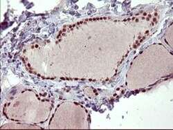 GRF2 Antibody (OTI2F5), Novus Biologicals 0.1mL; Unlabeled:Antibodies,