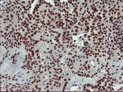 GRF2 Antibody (OTI2F5), Novus Biologicals 0.1mL; Unlabeled:Antibodies,