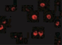 GRG (Groucho homolog) Antibody - BSA Free, Novus Biologicals 0.1mg; Unlabeled:Antibodies,