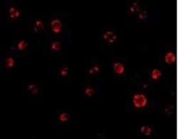 GRG (Groucho homolog) Antibody - BSA Free, Novus Biologicals 0.1 mg | Buy Online | Novus Biologicals | Fisher Scientific