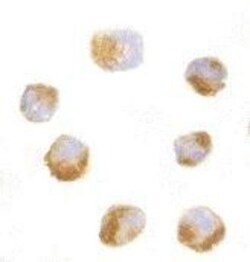 GRG (Groucho homolog) Antibody - BSA Free, Novus Biologicals 0.1mg; Unlabeled:Antibodies,