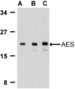 GRG (Groucho homolog) Antibody - BSA Free, Novus Biologicals 0.1 mg | Buy Online | Novus Biologicals | Fisher Scientific