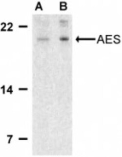 GRG (Groucho homolog) Antibody - BSA Free, Novus Biologicals 0.1mg; Unlabeled:Antibodies,