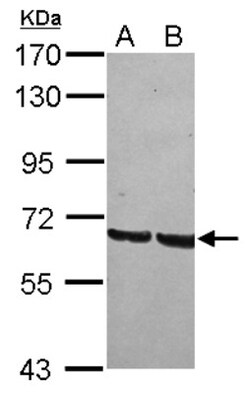 GRHL1 Antibody, Novus Biologicals 0.1mL; Unlabeled:Antibodies, Polyclonal
