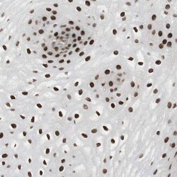 GRHL1 Antibody, Novus Biologicals:Antibodies:Primary Antibodies