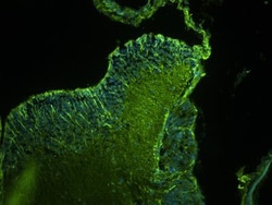 GRID2 Antibody, Novus Biologicals 0.1 mL; Unconjugated:Antibodies, Polyclonal