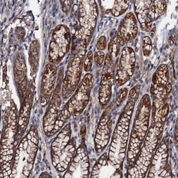 GRIM19 Antibody, Novus Biologicals:Antibodies:Primary Antibodies