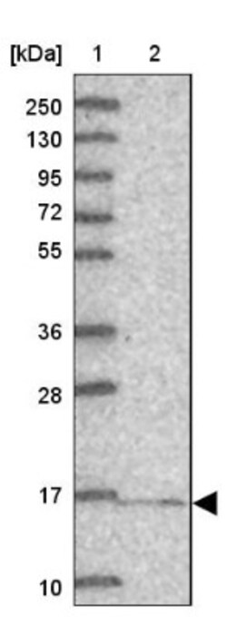 GRIM19 Antibody, Novus Biologicals:Antibodies:Primary Antibodies