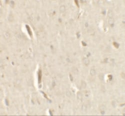 GRIP1 Antibody - BSA Free, Novus Biologicals 0.025 mg, Unlabeled:Antibodies,