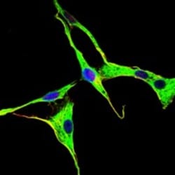 GRK2 Antibody (3F8), Novus Biologicals 0.1mL; Unlabeled:Antibodies, Monoclonal