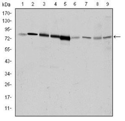 GRK2 Antibody (3F8), Novus Biologicals 0.1mL; Unlabeled:Antibodies, Monoclonal