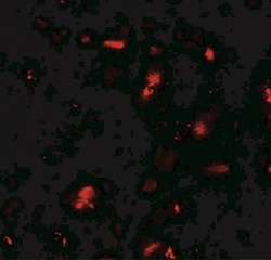 GRK6 Antibody - BSA Free, Novus Biologicals 0.1mg; Unlabeled:Antibodies,