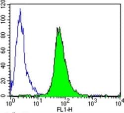 GR/NR3C1 Antibody (BuGR2) - BSA Free, Novus Biologicals 0.1mg; Unlabeled:Antibodies,