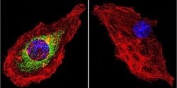 GR/NR3C1 Antibody (BuGR2) - BSA Free, Novus Biologicals 0.1mg; Unlabeled:Antibodies,
