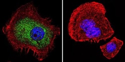 GR/NR3C1 Antibody (BuGR2) - BSA Free, Novus Biologicals 0.1mg; Unlabeled:Antibodies,