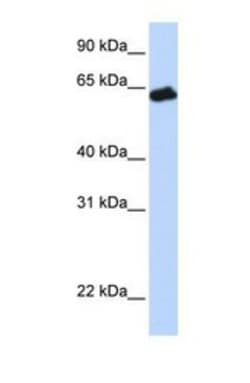 Growth Hormone R Antibody, Novus Biologicals 0.05mg; Unlabeled:Antibodies,