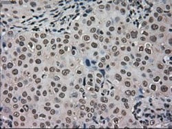 GRP75/HSPA9B/Mortalin Antibody (OTI9F8), Novus Biologicals 0.1mL; Unlabeled:Antibodies,