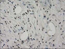 GRP75/HSPA9B/Mortalin Antibody (OTI9F8), Novus Biologicals 0.1mL; Unlabeled:Antibodies,