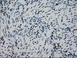 GRP75/HSPA9B/Mortalin Antibody (OTI9F8), Novus Biologicals 0.1mL; Unlabeled:Antibodies,