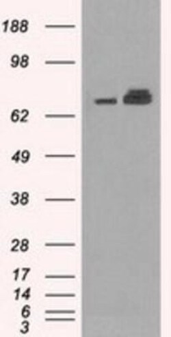 GRP75/HSPA9B/Mortalin Antibody (OTI9F8), Novus Biologicals 0.1mL; Unlabeled:Antibodies,