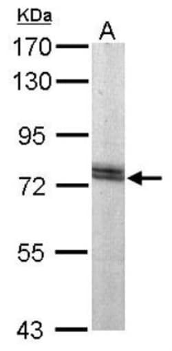 GRP75/HSPA9B/Mortalin Antibody, Novus Biologicals 0.1mL; Unlabeled:Antibodies,