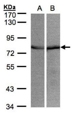 GRP75/HSPA9B/Mortalin Antibody, Novus Biologicals 0.1mL; Unlabeled:Antibodies,