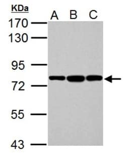 GRP78/HSPA5 Antibody, Novus Biologicals 0.1mL; Unlabeled:Antibodies, Polyclonal