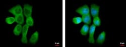 GRP78/HSPA5 Antibody, Novus Biologicals 0.1mL; Unlabeled:Antibodies, Polyclonal