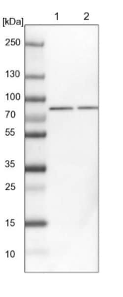 GRP78/HSPA5 Antibody, Novus Biologicals 0.1mL; Unlabeled:Antibodies, Polyclonal