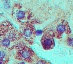 GRP78/HSPA5 Antibody, Novus Biologicals:Antibodies:Primary Antibodies