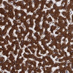 GRP78/HSPA5 Antibody, Novus Biologicals 0.1mL; Unlabeled:Antibodies, Polyclonal