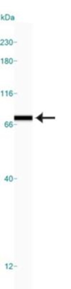 GRP78/HSPA5 Antibody, Novus Biologicals:Antibodies:Primary Antibodies