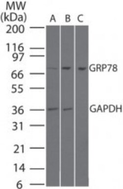 GRP78/HSPA5 Antibody, Novus Biologicals:Antibodies:Primary Antibodies