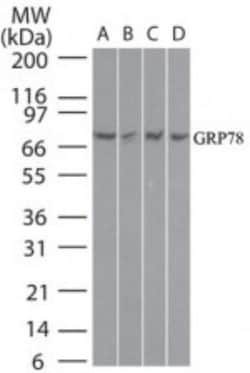 GRP78/HSPA5 Antibody, Novus Biologicals:Antibodies:Primary Antibodies